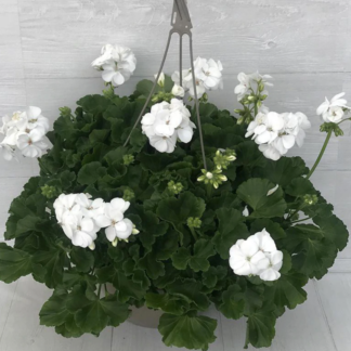Geranium - 10" Hanging Basket - White