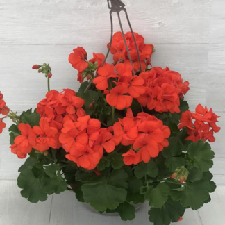 Geranium - 10" Hanging Basket - Orange