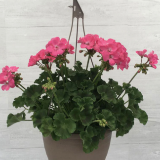 Geranium - 10" Hanging Basket - Pink