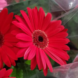 Mar's Flower - Gerber Daisy - 4.5" Pot - Red