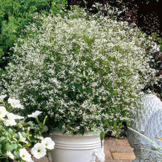 Euphorbia - 4.5" Pot - Silver Dust