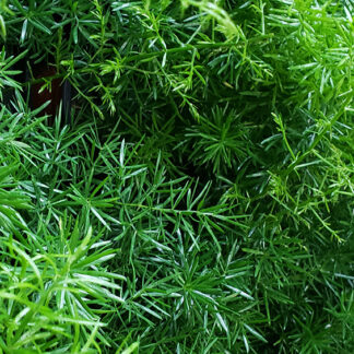 Asparagus Fern - 4.5" Pot