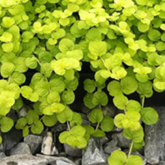 Lysimachia - 4.5" Pot - Yellow