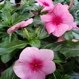 Periwinkle - Cascading - 4.5" Pot - Mixed