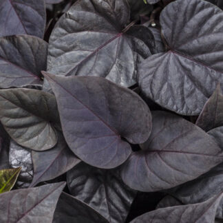 Potato Vine - 4.5" Pot - Purple