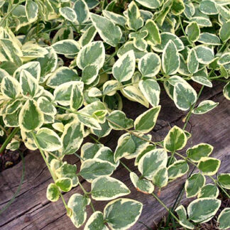 Vinca Vine - 4.5" Pot