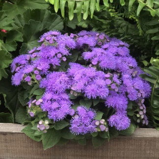 Ageratum - Flat - Blue