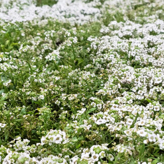 Alyssum - Flat - White