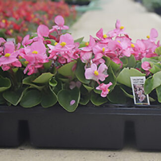 Begonia - Flat - Pink