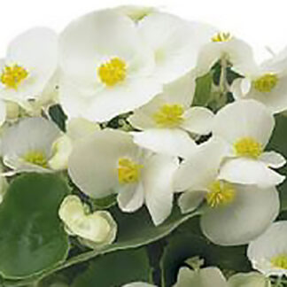 Begonia - Flat - White