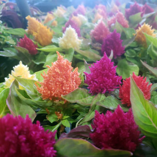 Celosia - Flat - Mixed