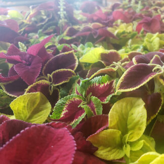 Coleus - Flat - Mixed