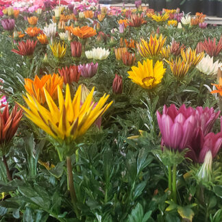 Gazania - Flat - Mixed