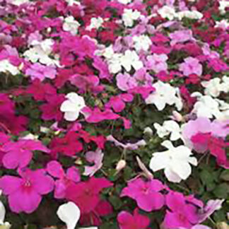 Impatiens - Flat - Mixed