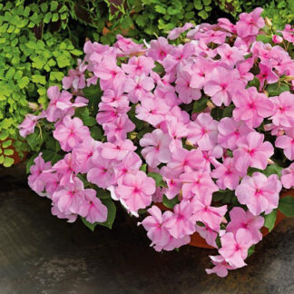 Impatiens - Flat - Pink