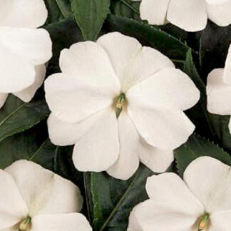 Impatiens - Flat - White