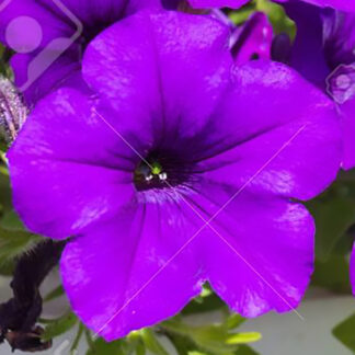 Petunia - Flat - Plum