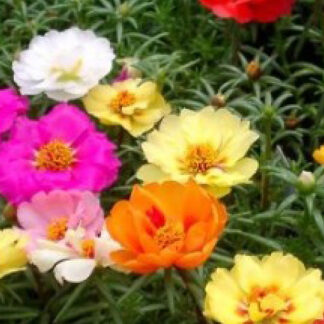 Portulaca - Flat - Mixed