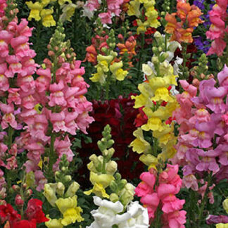 Snapdragon - Flat - Mixed