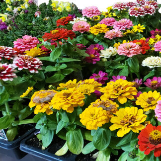 Zinnia - Flat - Mixed