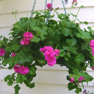 Geranium - 10" Hanging Basket - Lavender