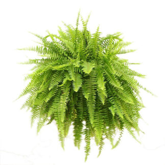 Fern - Boston - 10" Hanging Basket