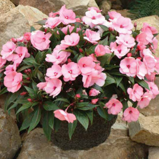 Impatiens – 10" Hanging Basket – Pink