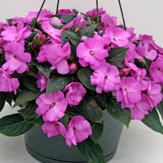 Impatiens - 10" Hanging Basket - Purple