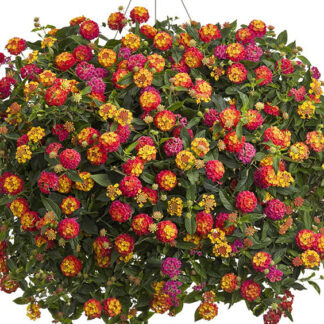 Lantana - 10" Hanging Basket - Pink/Yellow
