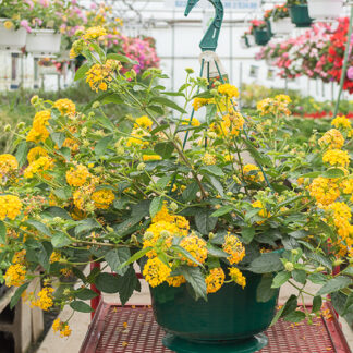 Lantana - 10" Hanging Basket - Yellow