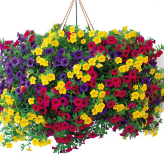 Million Bells - 10" Hanging Basket - Mixed