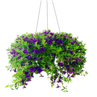 Million Bells - 10" Hanging Basket - Purple
