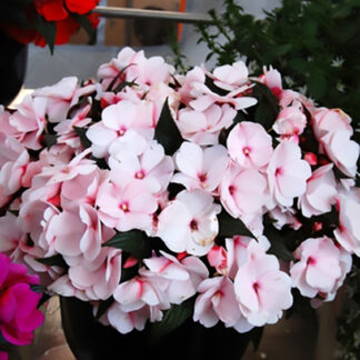 New Guinea Impatiens - 10" Hanging Basket - Blush