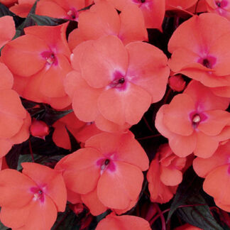 New Guinea Impatiens - 10" Hanging Basket - Salmon