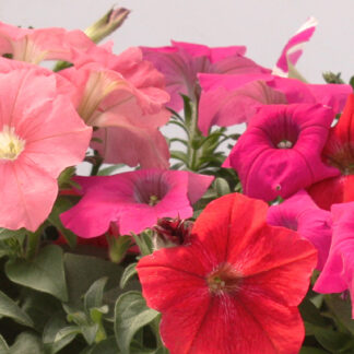 Petunia - 10" Hanging Basket - Mixed
