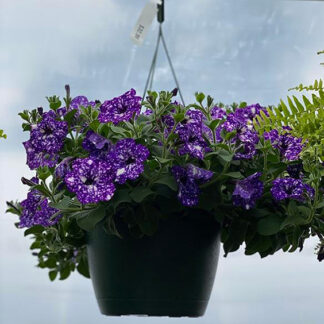 Petunia - 10" Hanging Basket - Night Sky