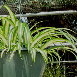 Spider Plant - 10" Hanging Basket