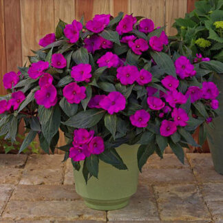 Impatiens - Hanging Bag - Purple