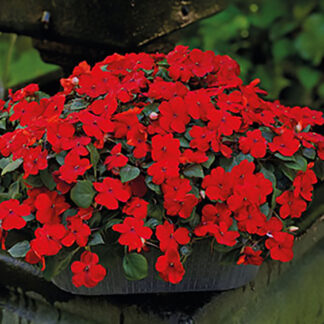 Impatiens - Hanging Bag - Red