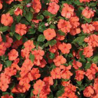 Impatiens - Hanging Bag - Salmon
