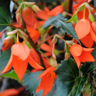 Bonfire Begonia Hanging Baskets