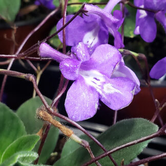 Streptocarpella - 10" Hanging Basket - Blue