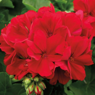 Geranium - 10" Hanging Basket - Red