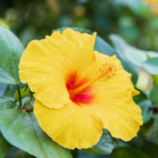 Hibiscus - Braided - 10" Pot - Tequila (Yellow)