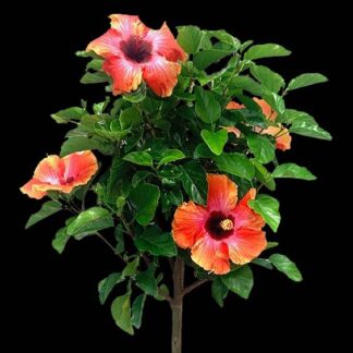 Hibiscus - Braided - 10" Pot - Fiesta Orange/Red Bi-Color