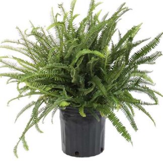 Hardy Garden Mums - 8in