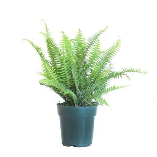 Fern - Kimberly - 6" Pot