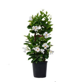 Mandevilla Trellis - 6" Pot - White