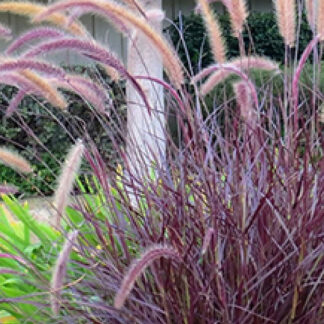Rubrum Grass - 1 Gallon Pot - Purple