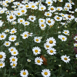 Shasta Daisy - 1 Gallon Pot - White